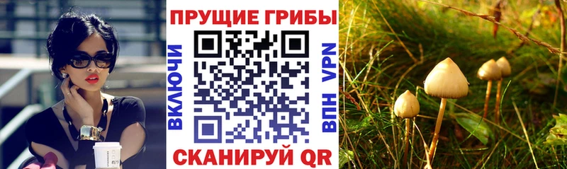 купить наркоту  Пущино  Псилоцибиновые грибы мухоморы 